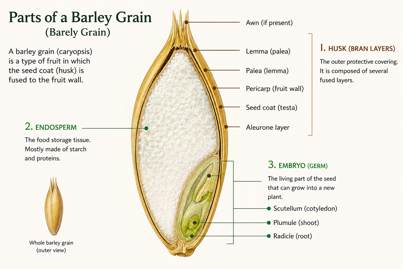 Labelled botanical diagram of a barley grain showing the husk (bran layers), endosperm (food storage tissue of starch and proteins) and germ (with scutellum, plumule and radicle), plus the awn, lemma, palea, pericarp, seed coat and aleurone layer.